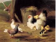 unknow artist Cocks 133 oil painting reproduction